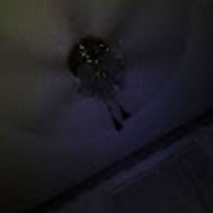 Meet your Posher, Cody